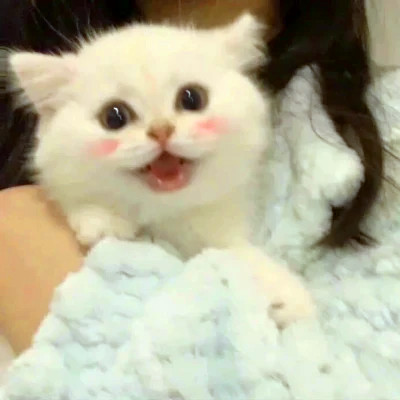 可爱又好看的头像