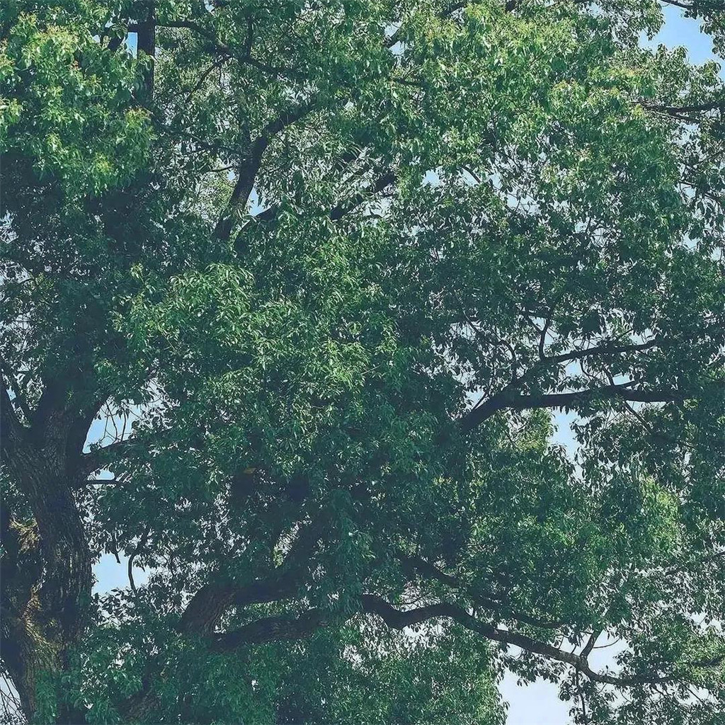 4k超高清风景头像