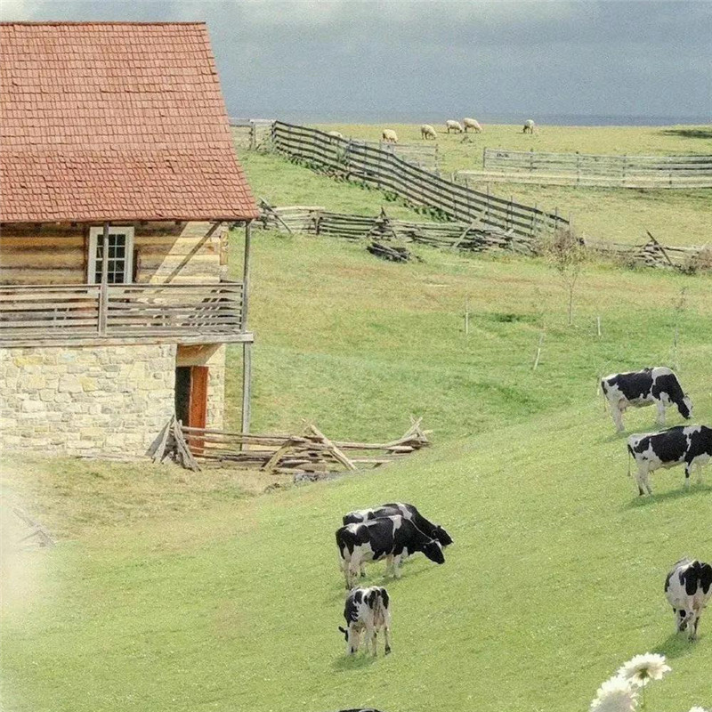 背景图片干净治愈系绿色壁纸头像