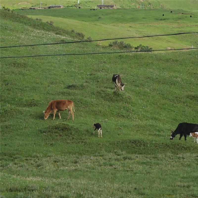 背景图片干净治愈系绿色壁纸头像