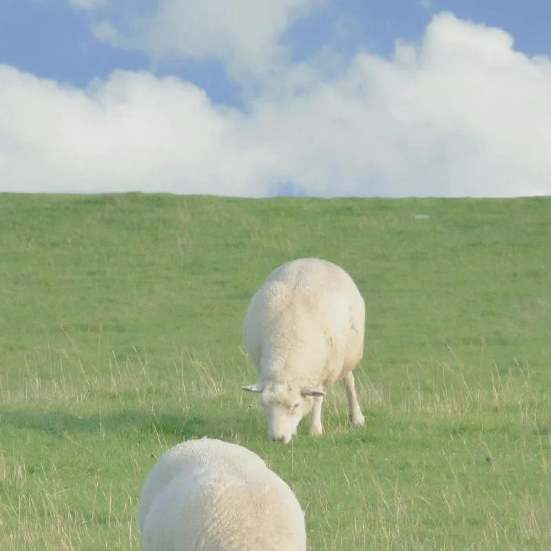 背景图片干净治愈系绿色壁纸头像