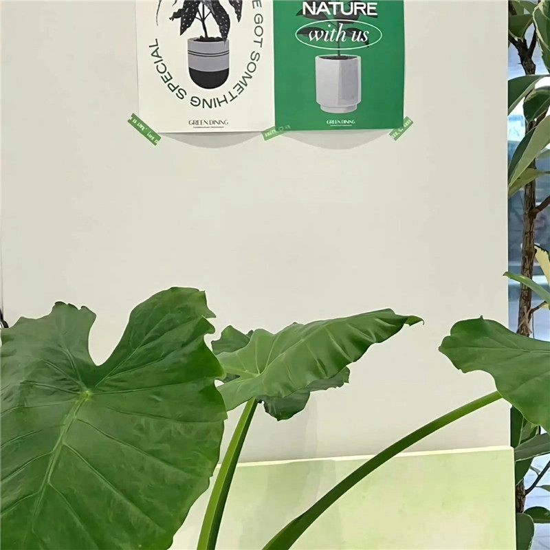 背景图片干净治愈系绿色壁纸头像