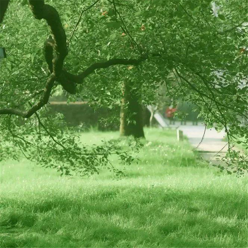 背景图片干净治愈系绿色壁纸头像