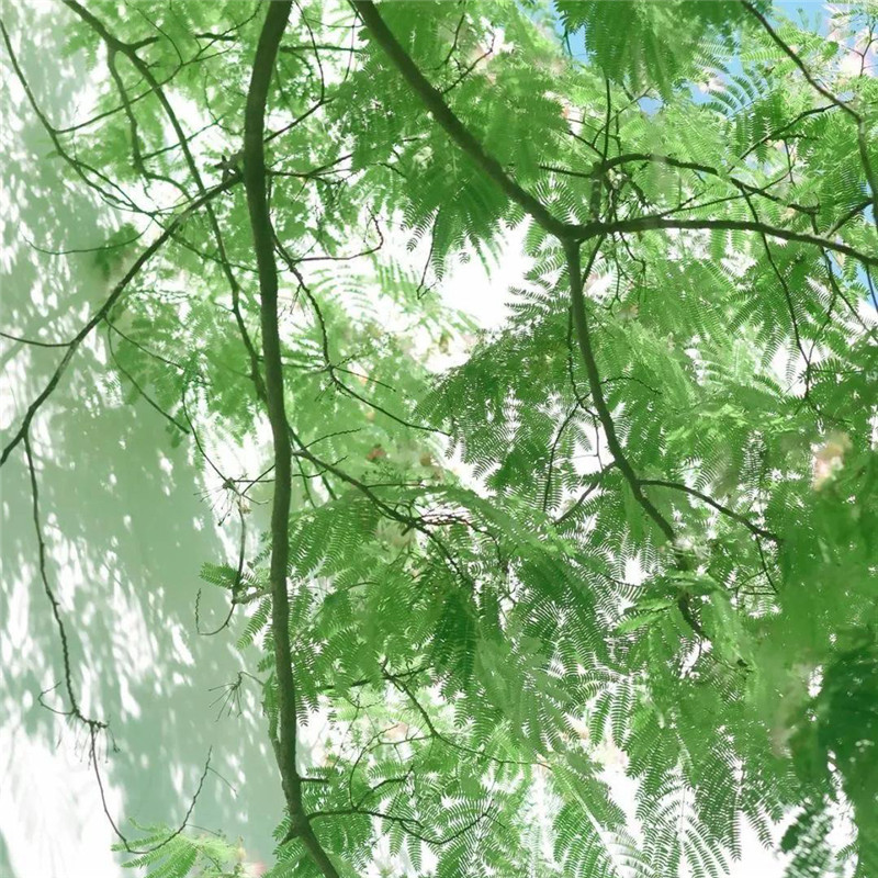 背景图片干净治愈系绿色壁纸头像