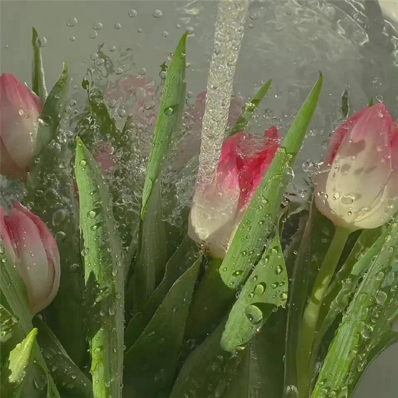 背景图片干净治愈系绿色壁纸头像