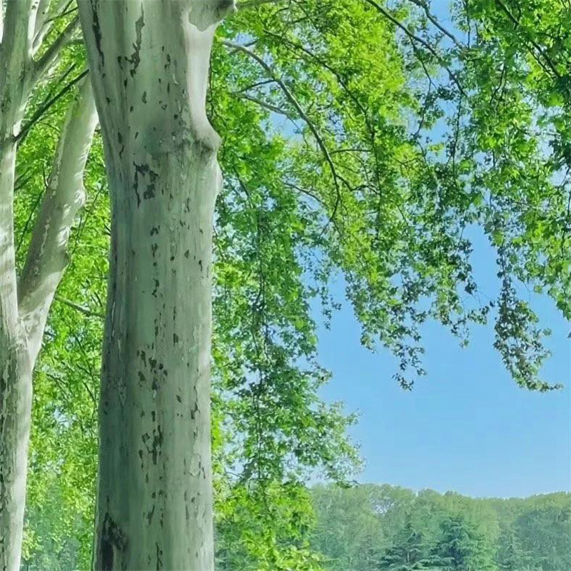 背景图片干净治愈系绿色壁纸头像