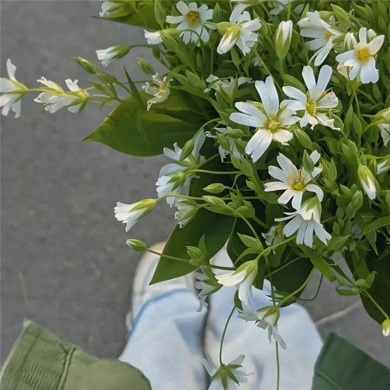 背景图片干净治愈系绿色壁纸头像