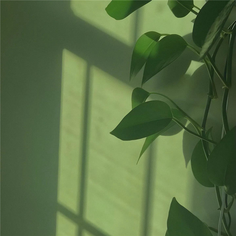 背景图片干净治愈系绿色壁纸头像