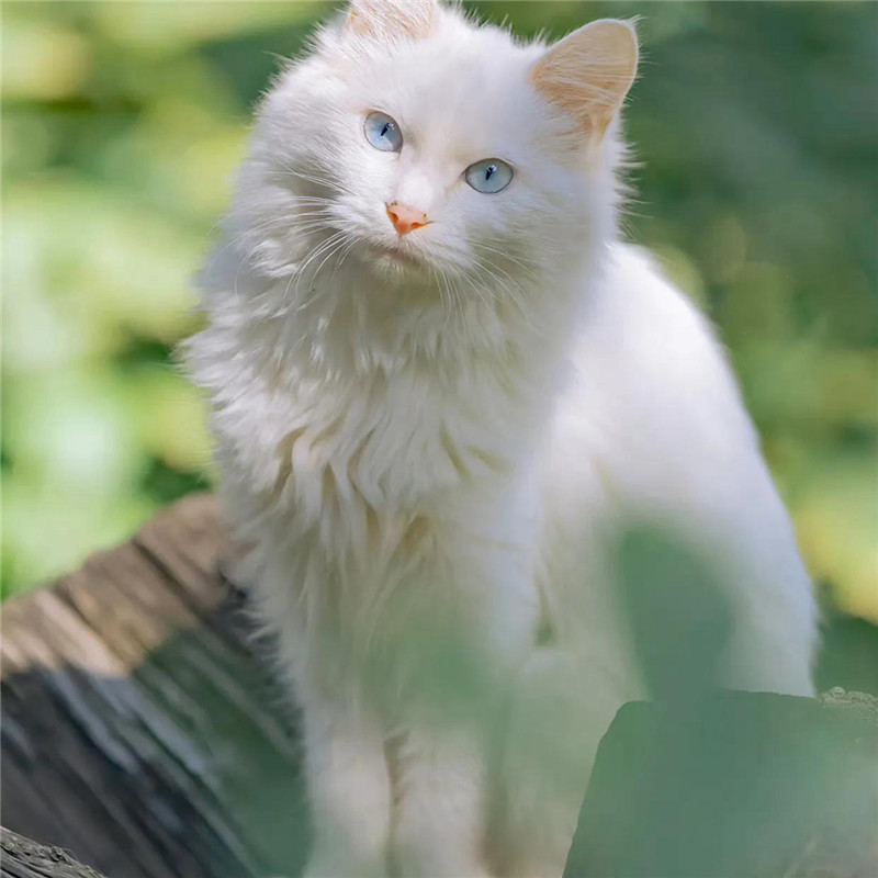 背景图片干净治愈系绿色壁纸头像