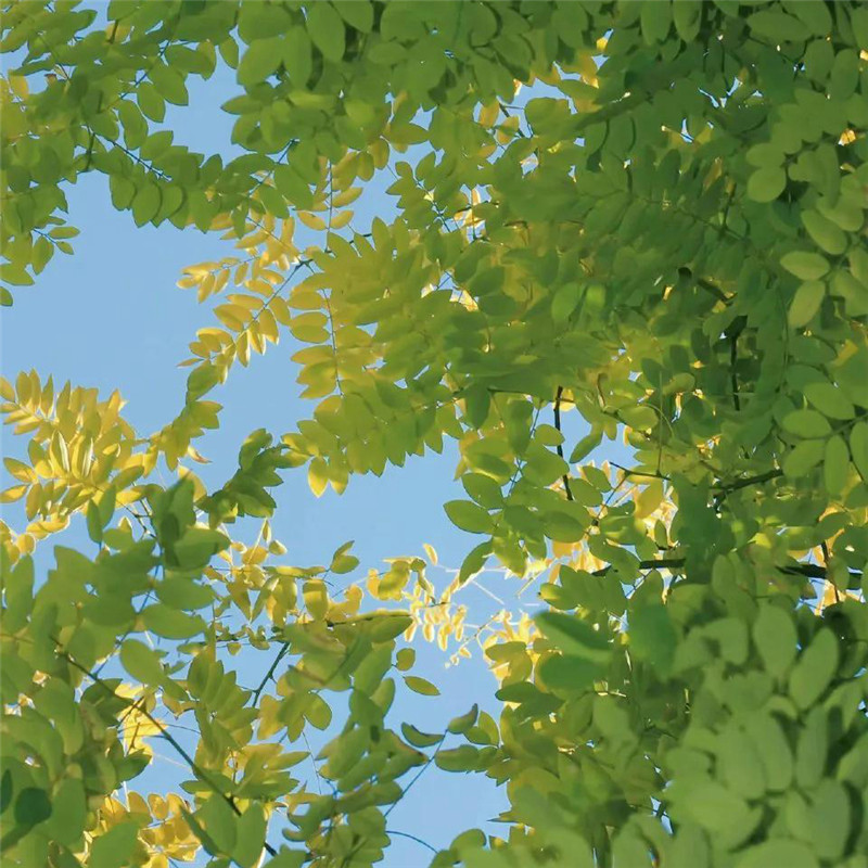 背景图片干净治愈系绿色壁纸头像