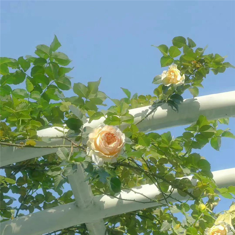 背景图片干净治愈系绿色壁纸头像