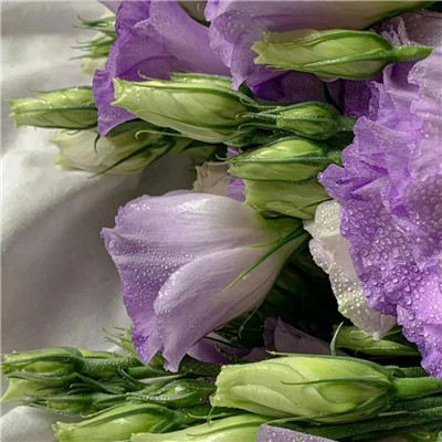 紫色浪漫风背景头像图片