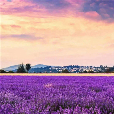 紫色浪漫风背景头像图片