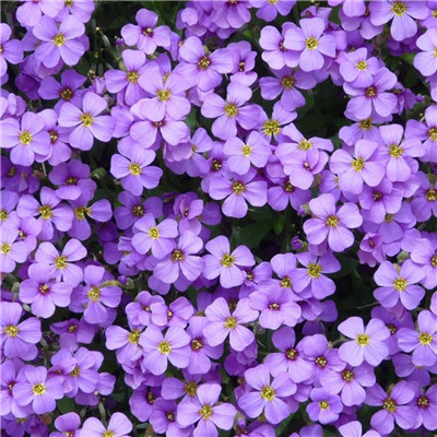 紫色浪漫风背景头像图片