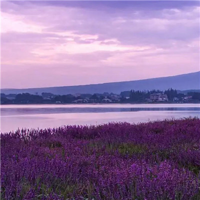 紫色浪漫风背景头像图片