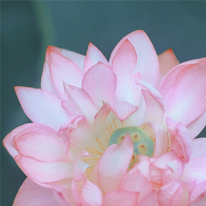 唯美花的头像