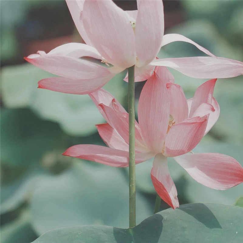 唯美花的头像