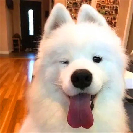 超级可爱的萌宠头像