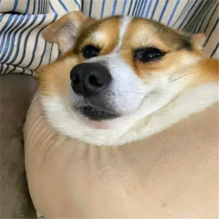 超级可爱的萌宠头像