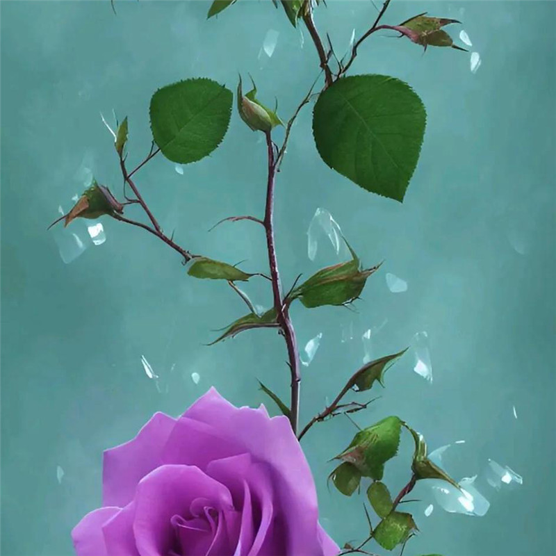 玫瑰花图片唯美头像