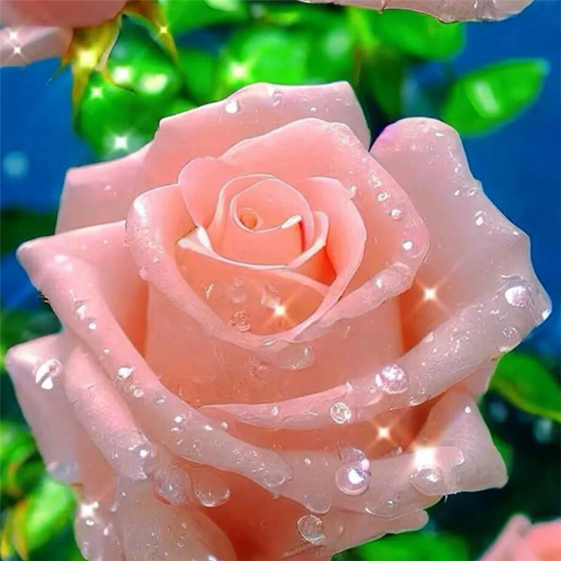 玫瑰花图片唯美头像