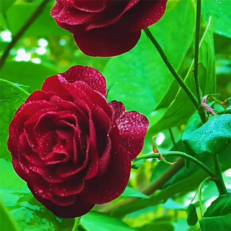 玫瑰花图片唯美头像