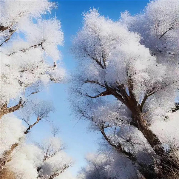 微信雪景头像风景唯美