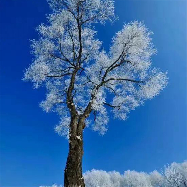 微信雪景头像风景唯美