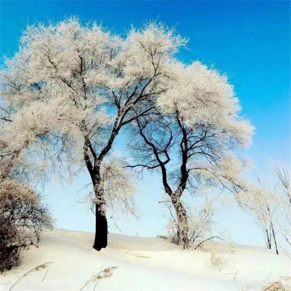 微信雪景头像风景唯美