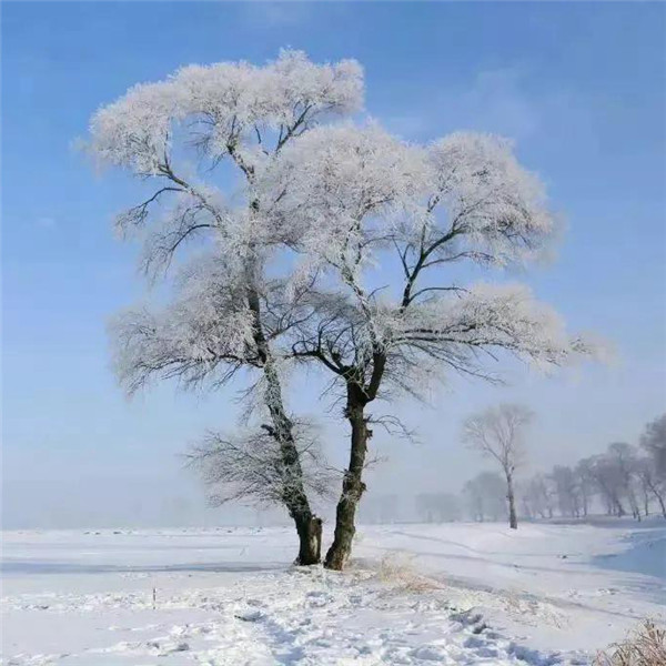 微信雪景头像风景唯美