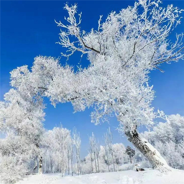 微信雪景头像风景唯美