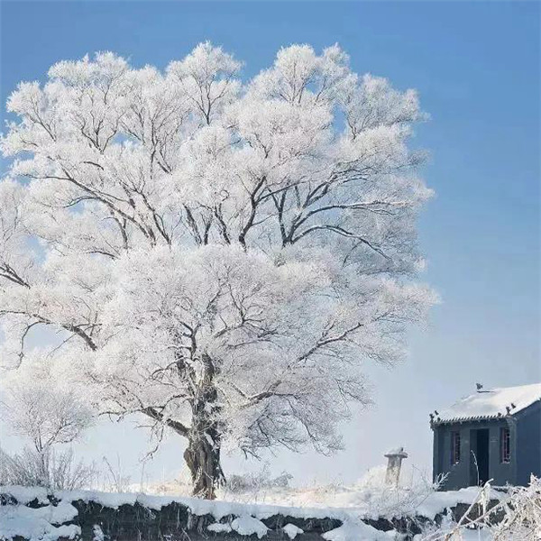 微信雪景头像风景唯美