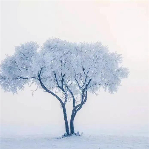 微信雪景头像风景唯美