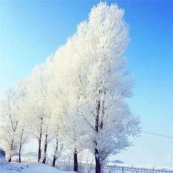 微信雪景头像风景唯美