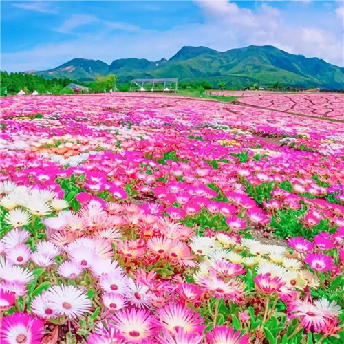 2025年最火的花朵头像