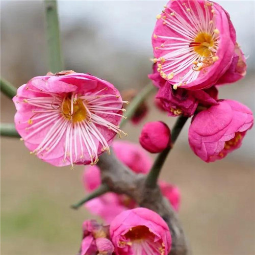 2025年最火的花朵头像