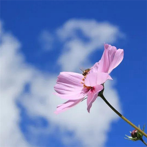 2025年最火的花朵头像