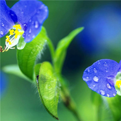 2025年最火的花朵头像