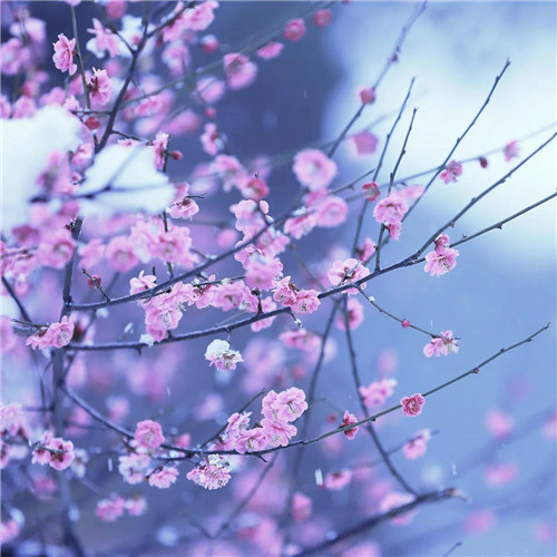 2025年最火的花朵头像
