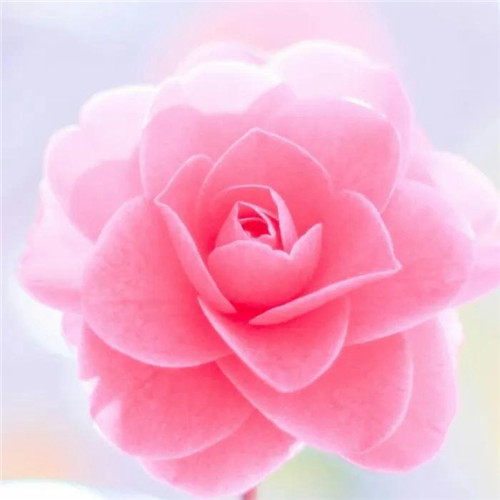 2025年最火的花朵头像