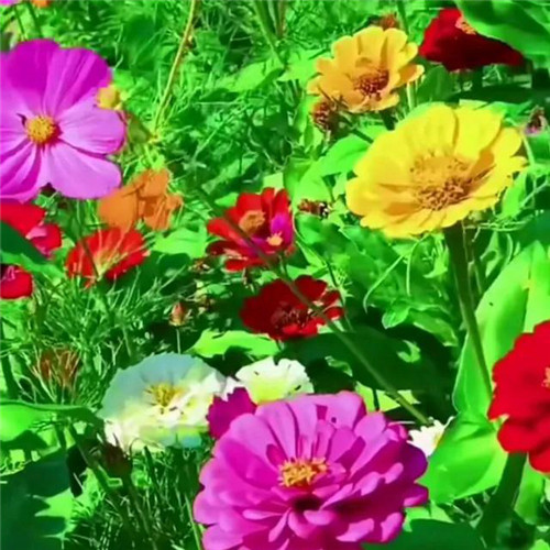 2025年最火的花朵头像