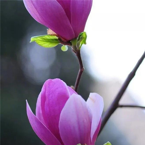 2025年最火的花朵头像