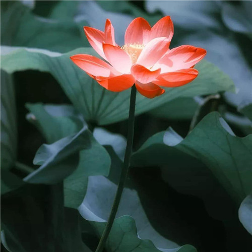 2025年最火的花朵头像