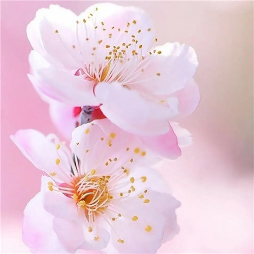 2025年最火的花朵头像