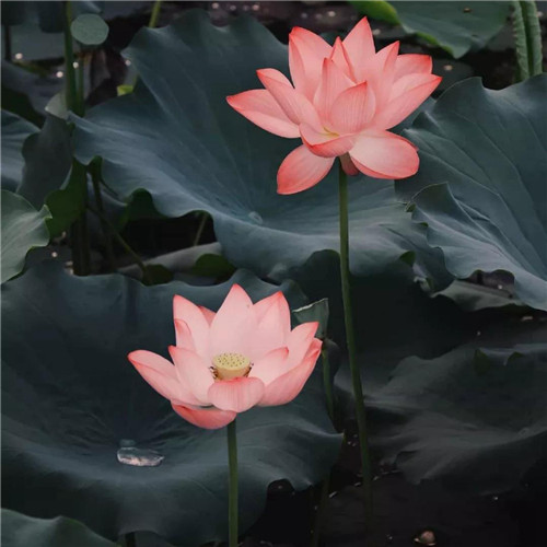2025年最火的花朵头像