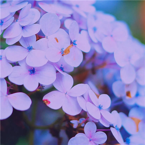 2025年最火的花朵头像