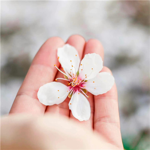 2025年最火的花朵头像