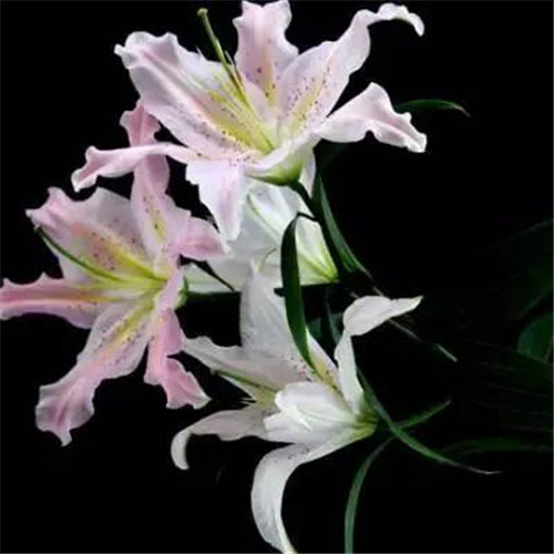 百合花头像图片