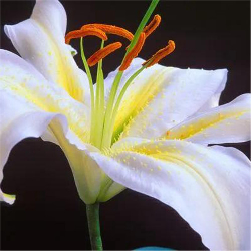 百合花头像图片