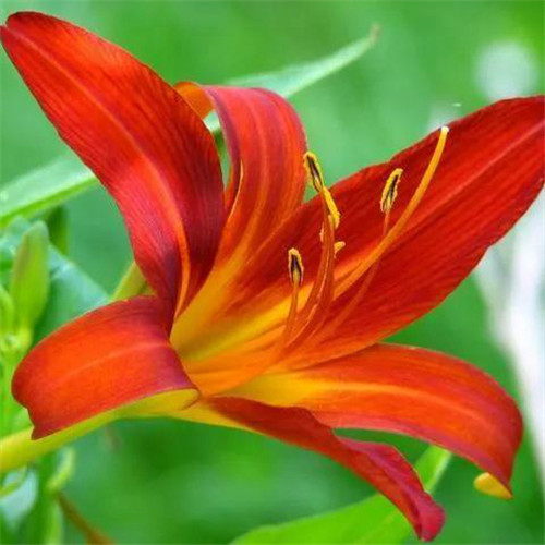 百合花头像图片